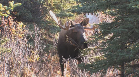 Moose 13 Stock-Footage 24721439