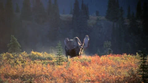 Moose 2 Stock-Footage 24720775