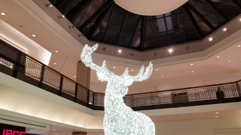 Moose 2 Stock Footage 101857309