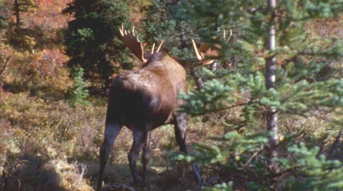 Moose 5 Stock Footage 24720467