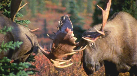 Moose 6 Video stock 24720816