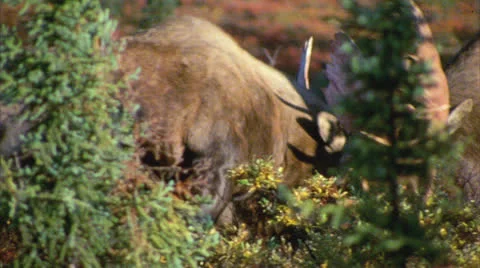 Moose 8 Stock Footage 24721277
