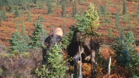 Moose 9 Stock Footage