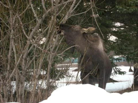Moose in Alaska  Stock Photos