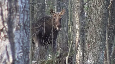 Moose (Alces alces) Stock Footage 129536384
