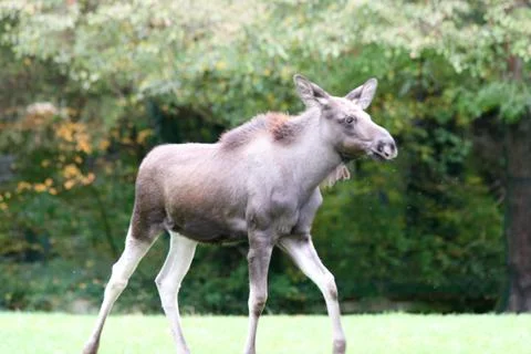 Moose    (Alces alces) Stock Photos