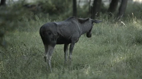 Moose Alone on Field Stock Footage 53160783