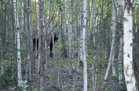 Moose among the birch trees Stock Photos