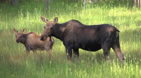 Moose and Calf Feeding Stock Footage 68675967