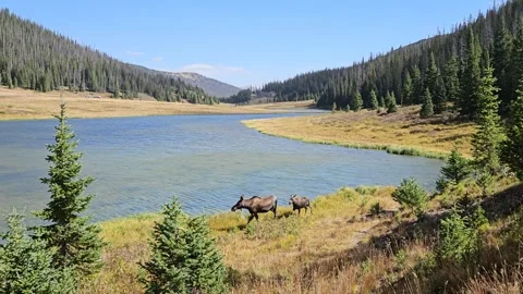 A Moose and her calf is walking around the lake. Rocky Mountain National Park Stock Footage 308528912
