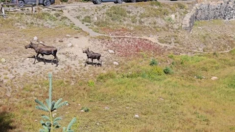 A Moose and her calf is walking around the lake. Rocky Mountain National Park Stock Footage 308528913
