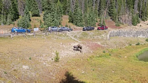 A Moose and her calf is walking around the lake. Rocky Mountain National Park Stock Footage 308528914