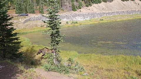 A Moose and her calf is walking around the lake. Rocky Mountain National Park Stock Footage 308528915