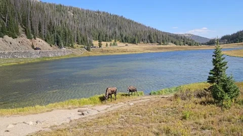 A Moose and her calf is walking around the lake. Rocky Mountain National Park Stock Footage 308528916
