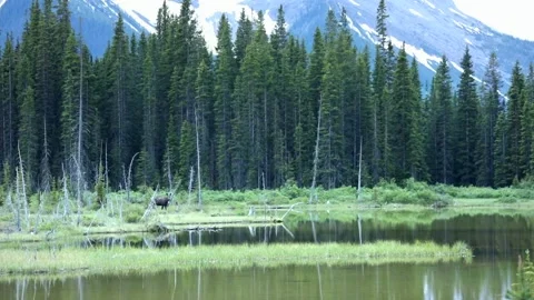 Moose and mountain scene Stock Footage 153115194