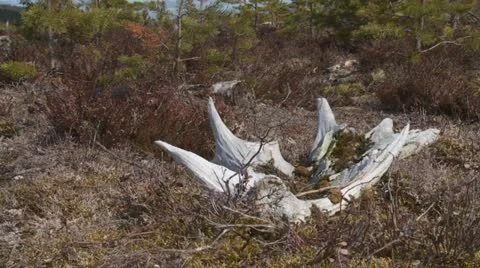 Moose antler Stock Footage 11130945