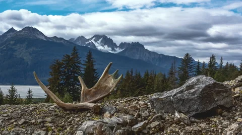 Moose Antlers and Mountain Peaks Time Lapse Stock Footage