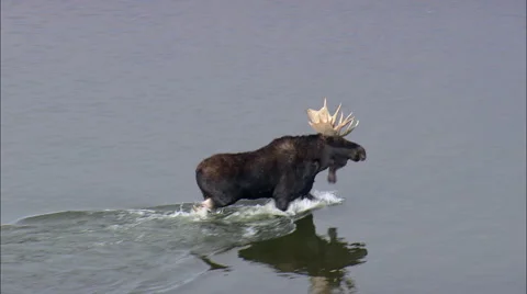 Moose With Antlers Stock Footage 65440126