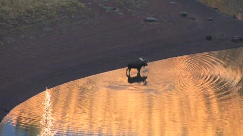 Moose with Aspens Reflection Video stock 530702