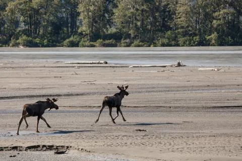 Moose on a beach Stock Photos