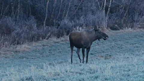 A Moose Bends Down to Feed on a Frost-covered Field Beside the Forest Edge - Vídeos de archivo 331330247