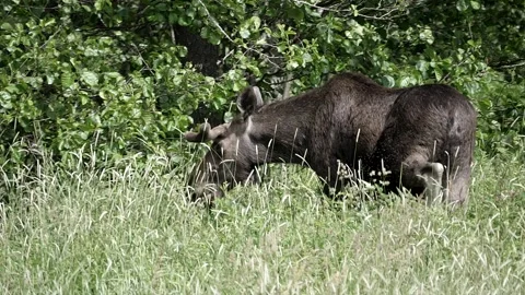 Moose is bothered by insects while it eats. Video stock 295820622