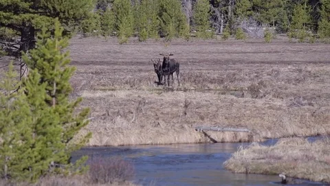A Moose Breeding Pair in a Meadow Stock Footage 120091500