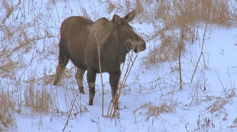 Moose Browsing on Pushki Stalks in Evening 1 Stock Footage 8987283