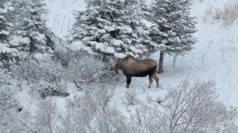 Moose browsing in winter Stock Footage