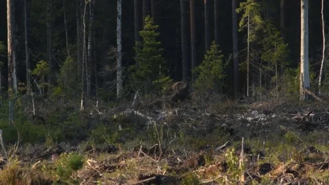 Moose bull browsing on a clearcutting Stock Footage 81700854