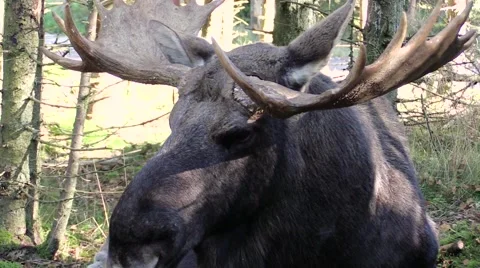 Moose bull close up portrait Stock Footage 55859686