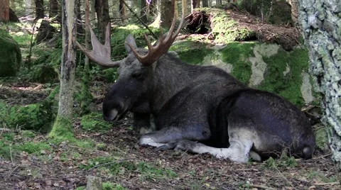 Moose bull falling asleep Stock Footage 55859724