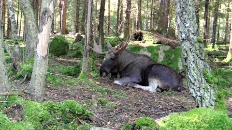 Moose bull falling asleep Stock Footage 55859731