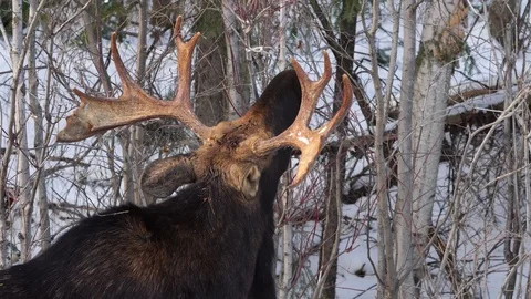 Moose Bull Feeding On Tree Twigs in Winter Algonquin Stock Footage 119896262