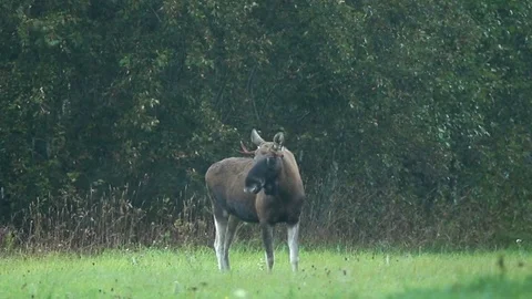Moose bull looking into the camera Stock Footage 106171796