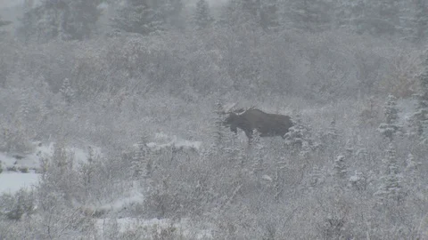 Moose Bull Male Adult Walking Fall Autumn in Alaska Stock Footage