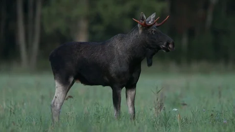 Moose bull at the meadow in the evening Stock Footage 106171688