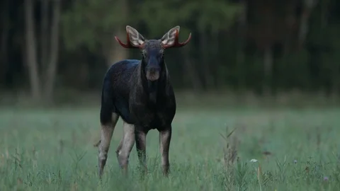 Moose bull on a meadow Stock Footage 106171686