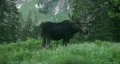 Moose bull in mountain meadow HD Vídeo HD