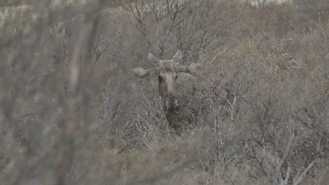 Moose bull in norway Stock Footage