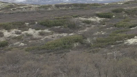 Moose bull in norway Stock Footage