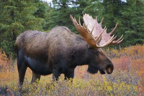 Moose bull Stock Photos