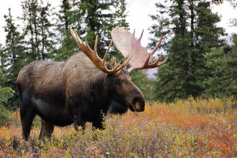 Moose bull Stock Photos