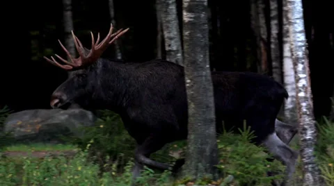 Moose bull - Slowmotion Video stock 36654951