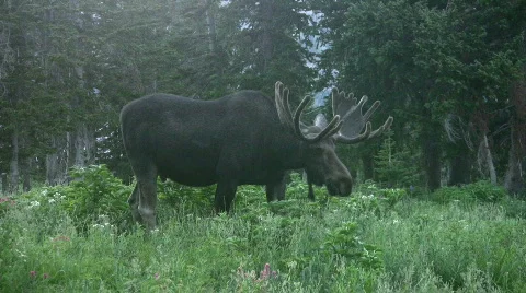 Moose Bull standing in mountain HD Stock Footage 81848