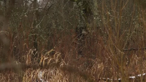 Moose in the bushes Stock Footage 76968026