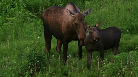 Moose Calf and Mother Posing in Evening Stock Footage