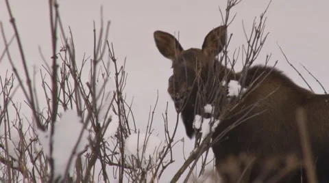 Moose calf browsing 2 Video stock 1644091