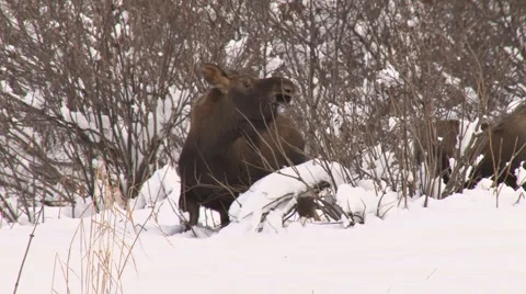Moose calf browsing Stock Footage 1752912