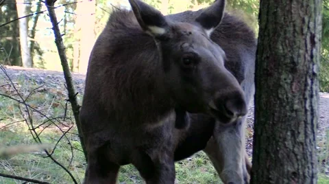 Moose calf close in spruce forest Stock Footage 55859681